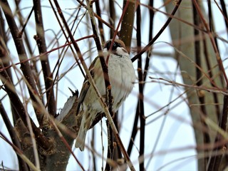 Sparrow on the branch