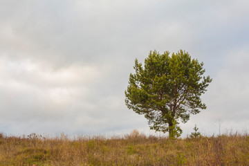Obraz premium Lonely pine against the sky in autumn