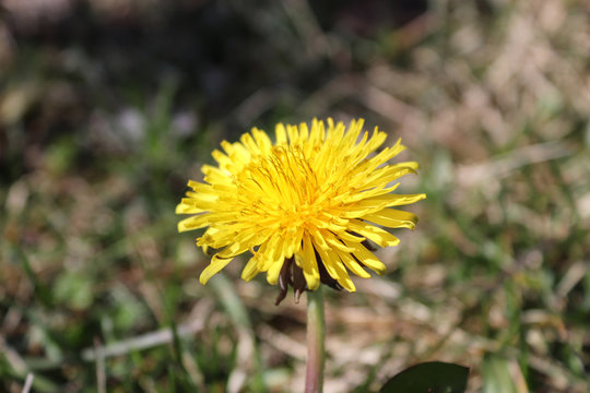 Yellow flower - Image