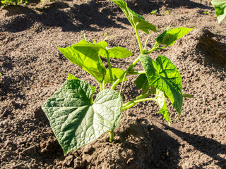 Young cucumber plant with large green leaves is growing in the vegetable garden on a sunny summer...
