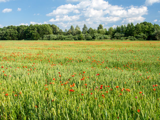 Wheat field with red poppy flowers in summer