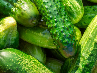 Juicy cucumbers gathered into a heap illuminated by the sun