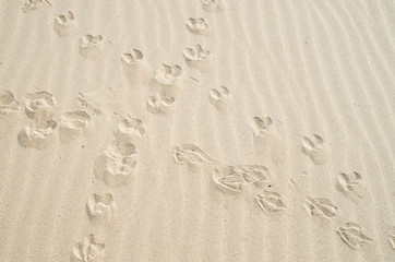 Intersecting birds footprints in the sand