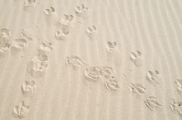 Intersecting birds footprints in the sand
