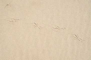 Birds footprints on sand beach