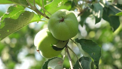 Apples on the tree. close-up. Green apples on branch. beautiful apples ripen on the tree. agricultural business. organic fruit.