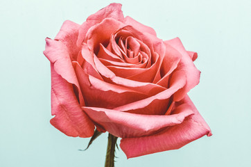 red rose on a white background, beautiful flower