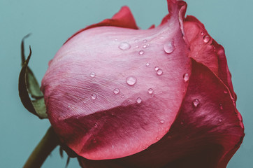 red rose petals with water drops, red rose petals