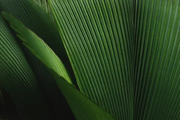  Leafy green plant © Chris