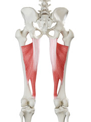3d rendered medically accurate illustration of a womans Adductor Magnus
