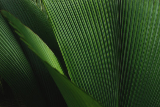 Leafy green plant - Powered by Adobe