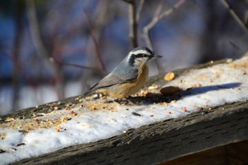 Red-breasted Nuthatch