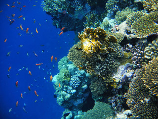 Fototapeta na wymiar Deep blue Sea. Red Sea and beautiful fish.