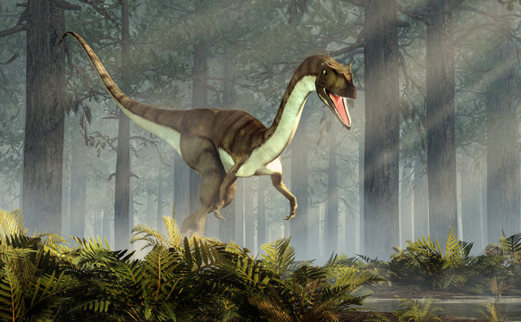 Coelophysis, one of the earliest dinosaurs, was a carnivorous theropod.  The creature walks out of a forest of fir trees with a floor of ferns with rays of light shining down. 3D Rendering. 