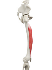 3d rendered medically accurate illustration of a womans Vastus Intermedius