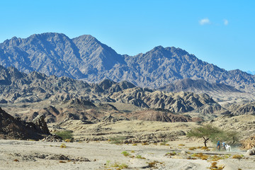 Arabian travellers riding on horses in the Egyptiptian desert. Mountains on the bakground.Shot from...