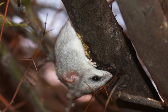 Jutía Bilder Durchsuchen 200 Archivfotos, und Videos