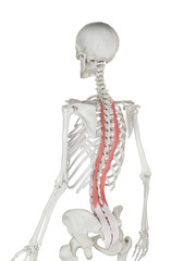 3d rendered medically accurate illustration of a womans Longissimus Thoracis