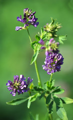 The field is blooming alfalfa