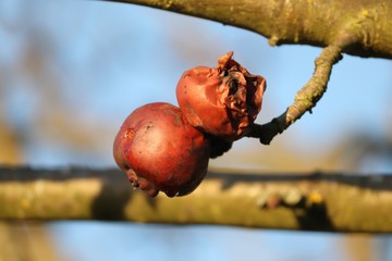 verfaulte Äpfel am Apfelbaum