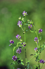 The field is blooming alfalfa