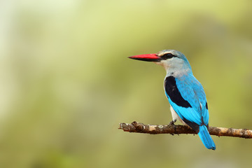 The woodland kingfisher (Halcyon senegalensis) sitting on the branch with green background. Blue kingfisher on the branch.