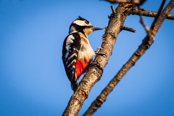 Spotted woodpecker dendrocopos major  bird on tree with blue sky in the background