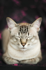 Fototapeta na wymiar Tabby Siamese cat