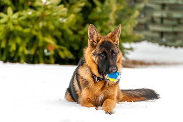 A german shepherd puppy dog playing with a ball at winter