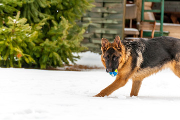 A german shepherd puppy dog playing with a ball at winter