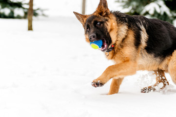 A german shepherd puppy dog playing with a ball at winter