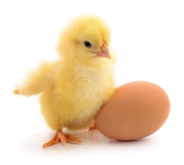 Small chicken and egg isolated.