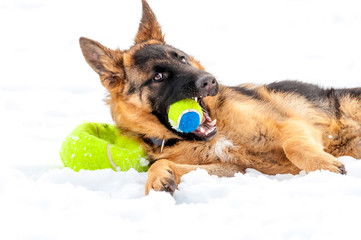 A german shepherd puppy dog playing with a ball at winter