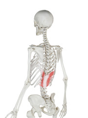 3d rendered medically accurate illustration of a womans Serratus Posterior Inferior