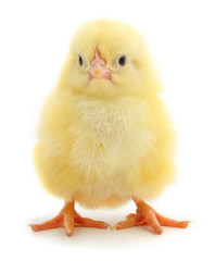 Little chicken isolated.