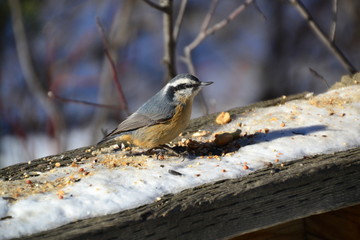Red-breasted Nuthatch