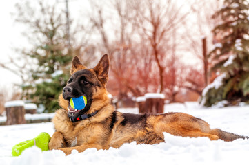 A german shepherd puppy dog playing with a ball at winter