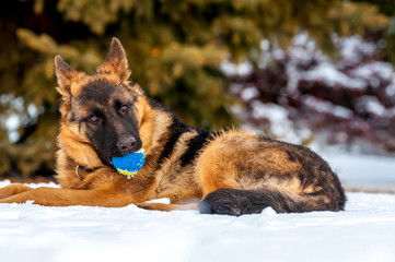A german shepherd puppy dog playing with a ball at winter