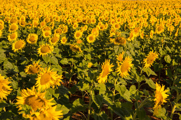 Sunflower field