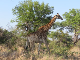 giraffe in africa