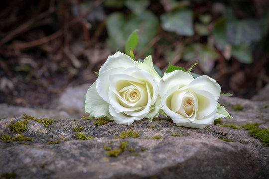 Weisse Rose als Zeichen des Abschieds und der Trauer Stock Photo | Adobe  Stock