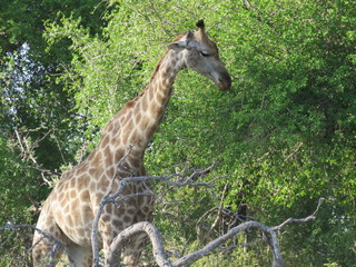 giraffe in the wild