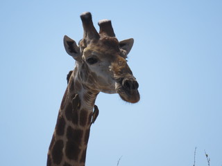 portrait of a giraffe