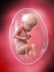 3d rendered medically accurate illustration of a fetus - week 29