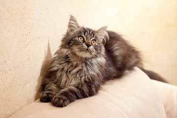 Katzenbaby auf Sofa schaut nach oben