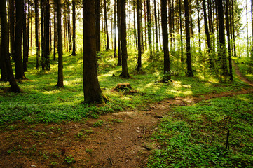 Forest nature. Wildlife landscape. Green grass and moss.