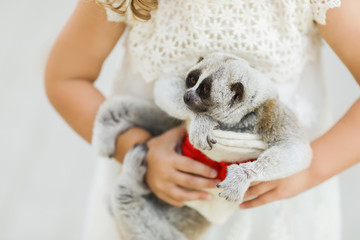Making photo of exotic animals. Little girl with lory lemur © Alinsa