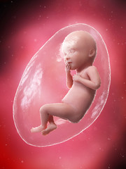 3d rendered medically accurate illustration of a fetus - week 36