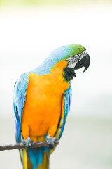 Blue-and-yellow macaw (Ara ararauna), parrot