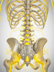 3d rendered medically accurate illustration of the nerves of the back